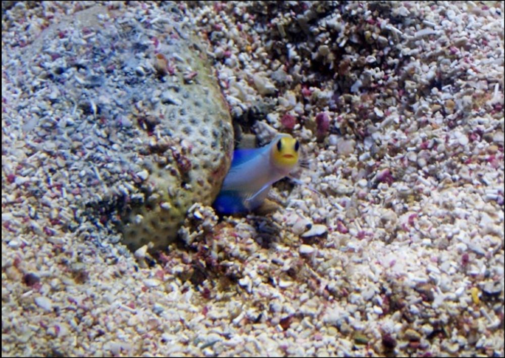 Poisson ressemblant à un smiley