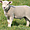 Un agneau (ïle d'Ouessant)