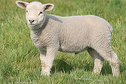 Un agneau (ïle d'Ouessant)
