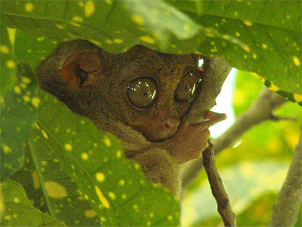 Tarsier