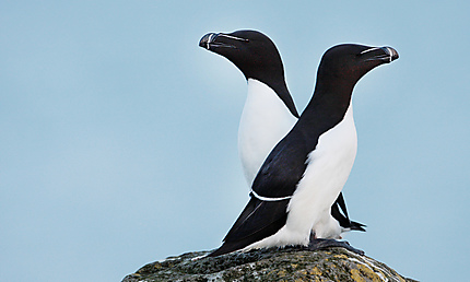 Duo de pingouins torda