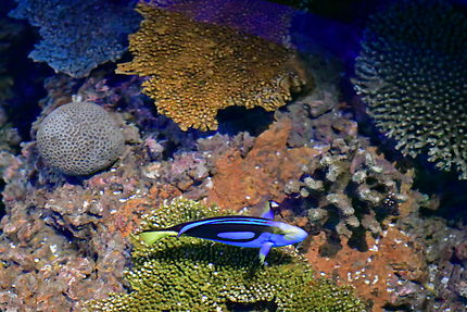Aquarium de Baltimore