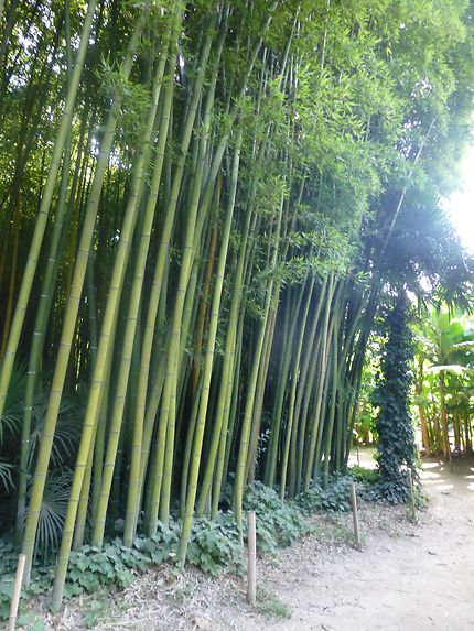 Bambous penchés