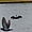 Grand cormoran à plumage nuptial, Sceaux