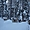 Sortie en chiens de traîneau en Laponie suèdoise