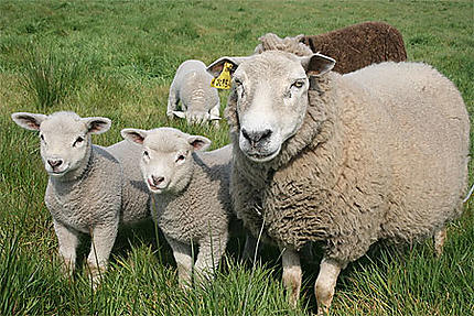 La brebis et ses deux agneaux