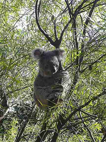 Koala de la région de Sydney