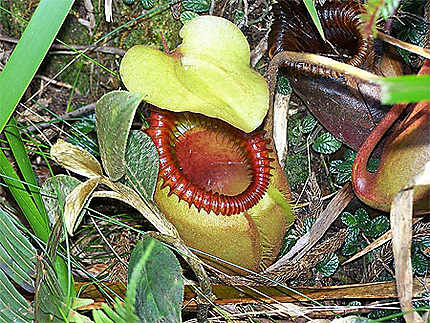 Plante Carnivore : Nepenthes ou Pitcher Plant