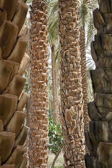 Tolga - Troncs de palmiers dattiers