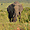 Réserve nationale de Massaï-Mara