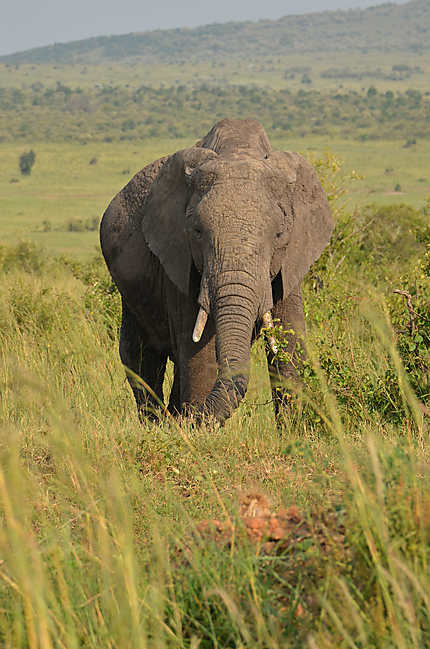 Eléphant dans le parc de Massai Mara
