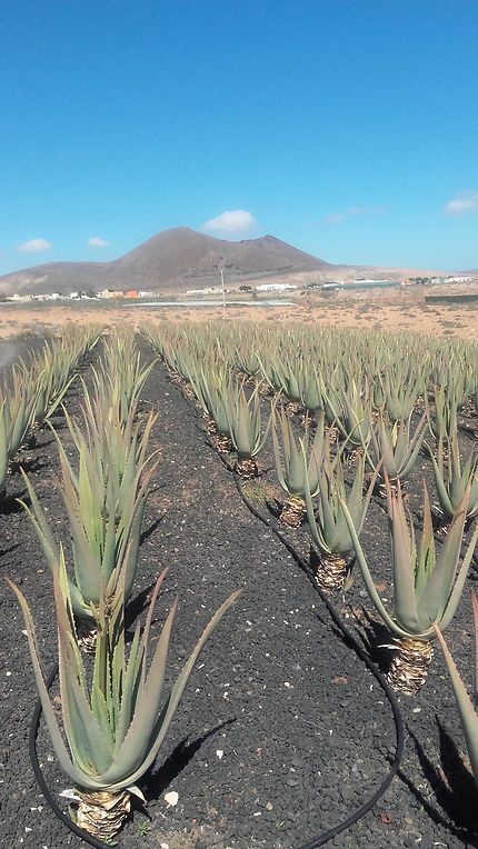 Champs d'Aloe Vera, Fuerteventura, Canaries