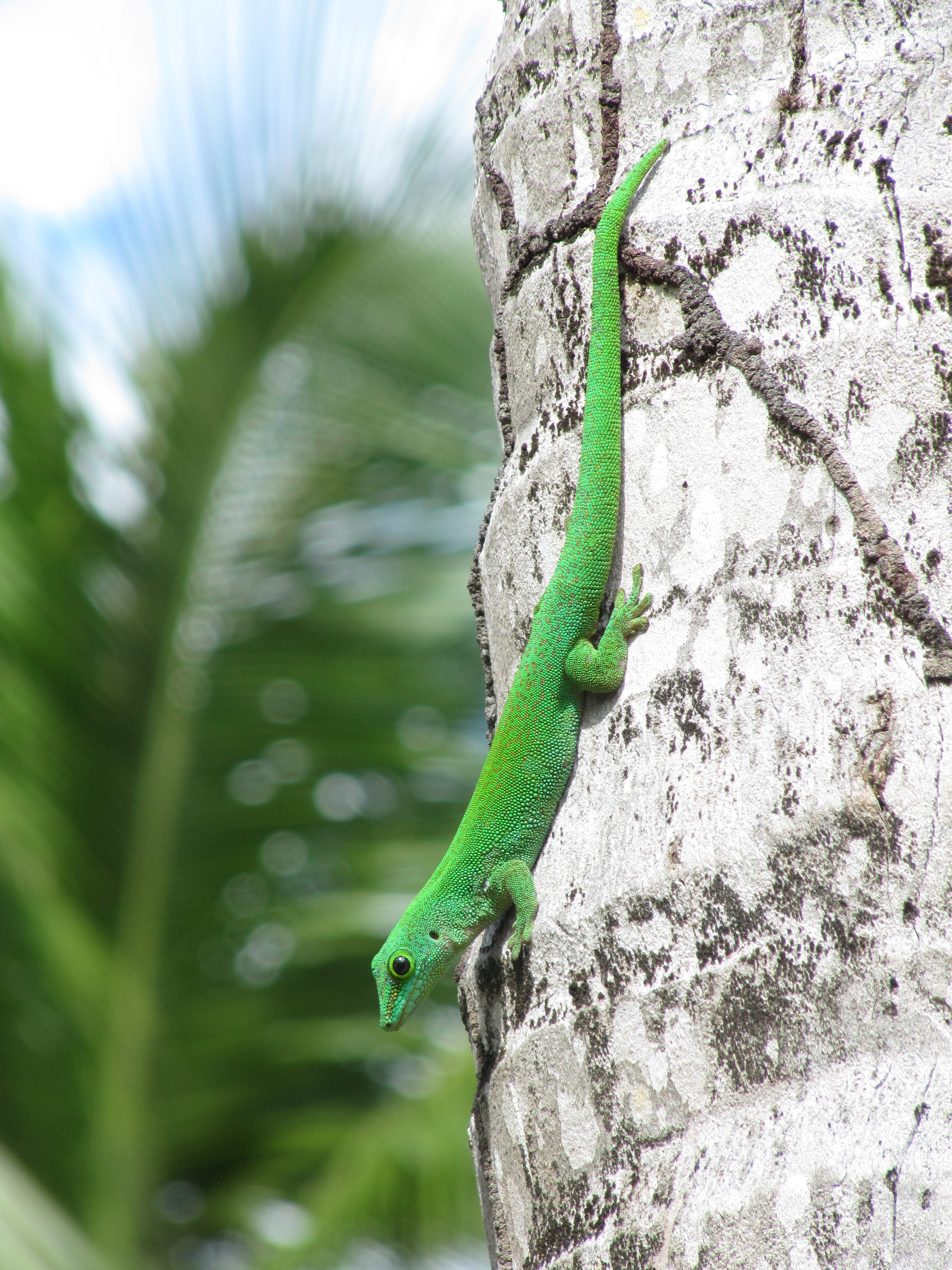 Gecko des Seychelles Gecko des Seychelles