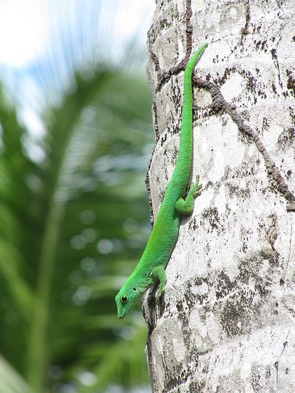 Gecko des Seychelles