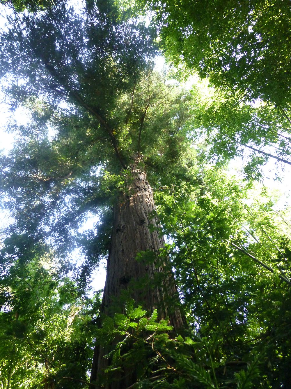 Énorme séquoia des Cévennes