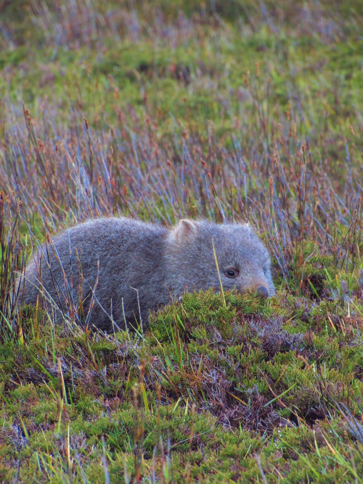 Un jeune Wombat cherche sa maman