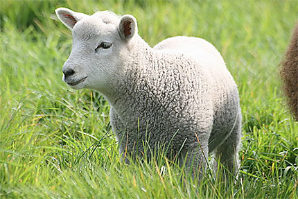 Un agneau