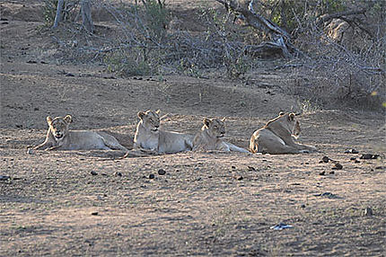 Lionnes dans le Kruger