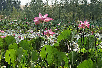 Lac de lotus