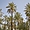 Tolga - Les palmiers dattiers