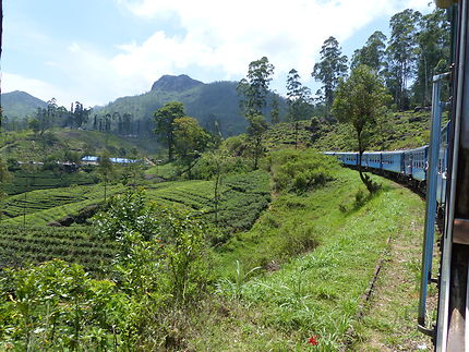 Train en montagne et plantations de thé