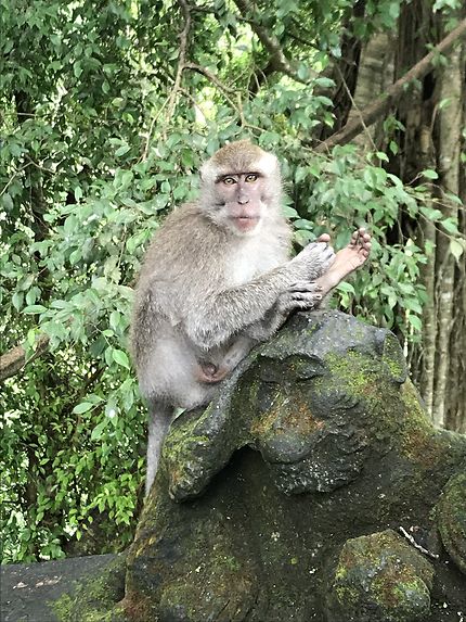 Un singe à Bali 