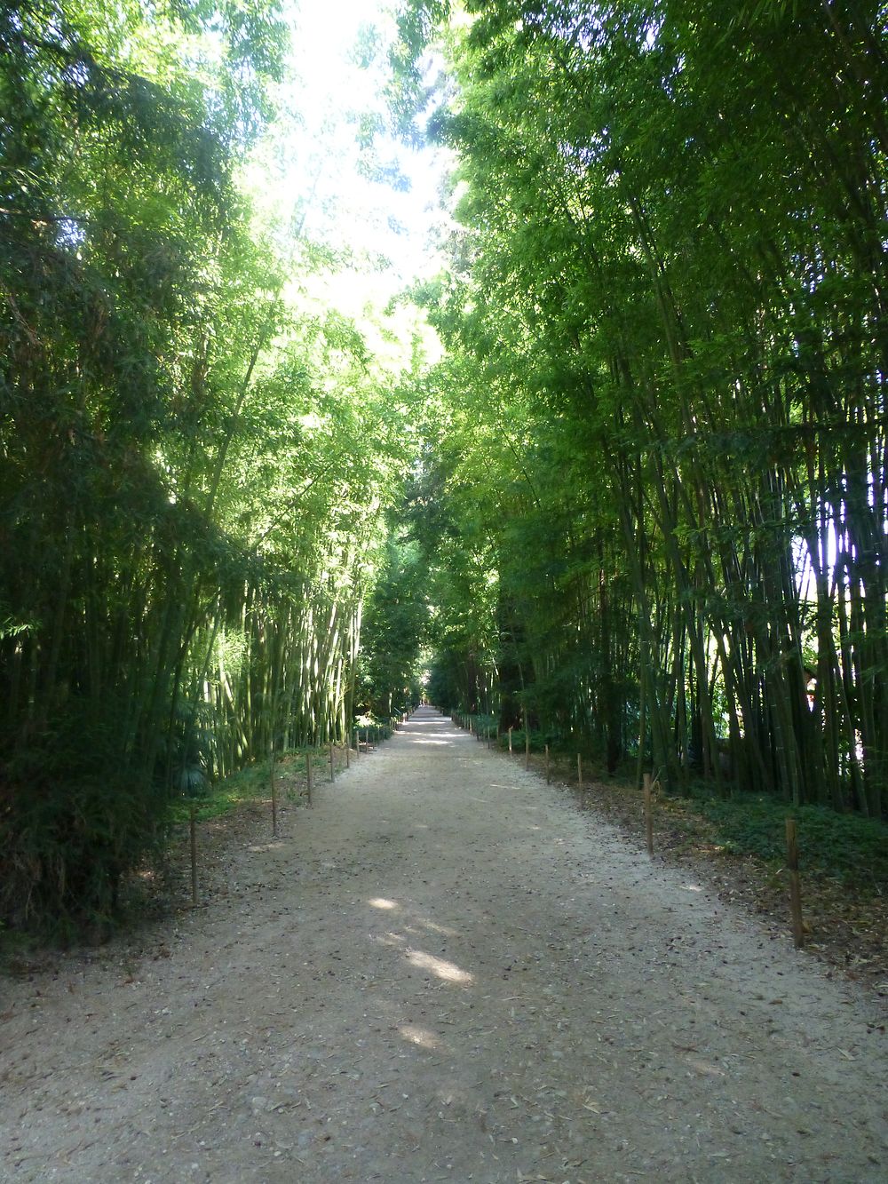 Longue allée de bambous, Cévennes