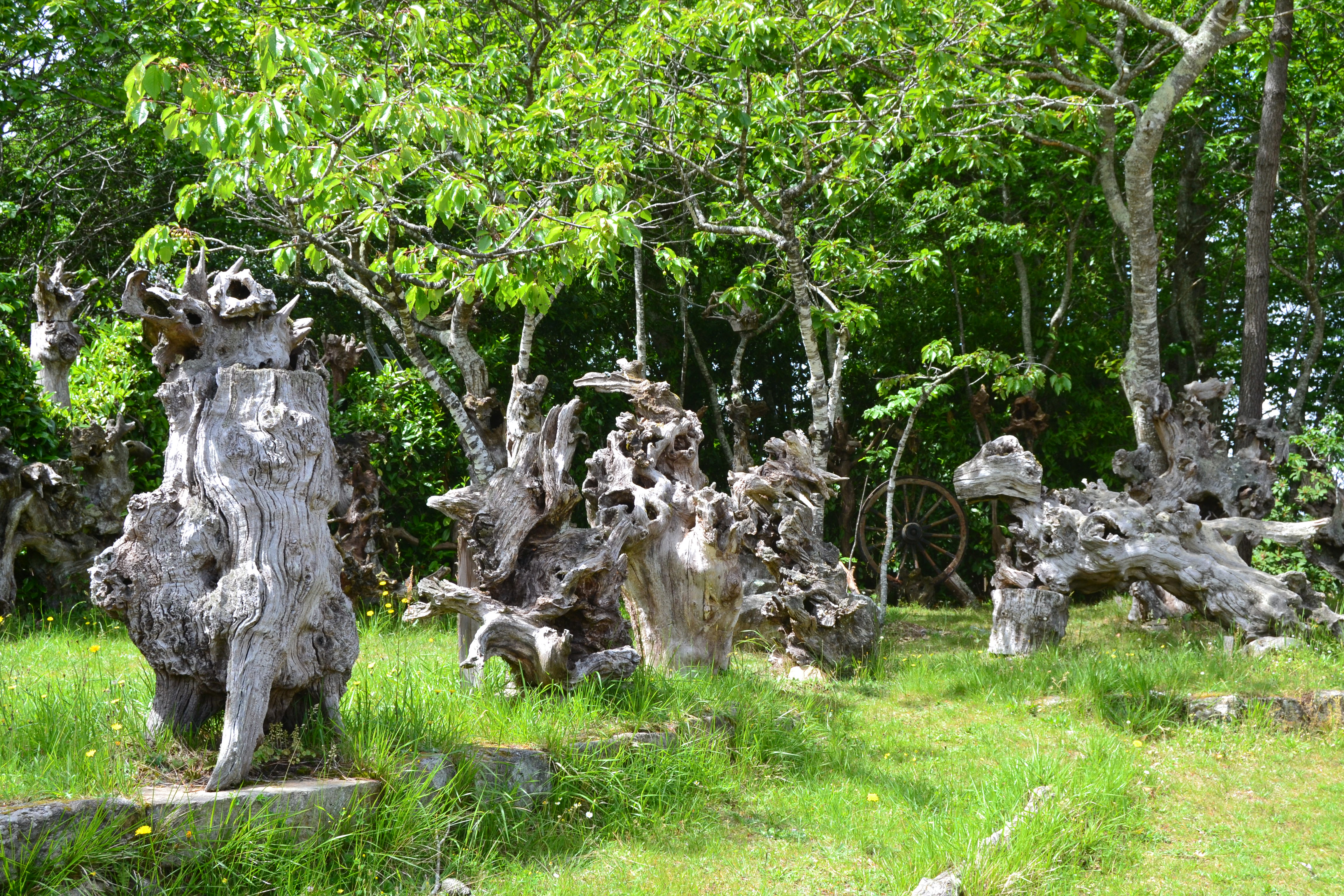 Statues de souches sur la route de Quiberon Statues de souches sur la route de Quiberon