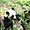 Panda au zooParc de Beauval