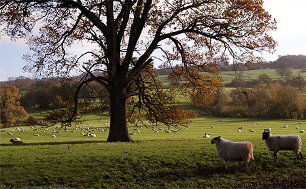 Les moutons de Broadway