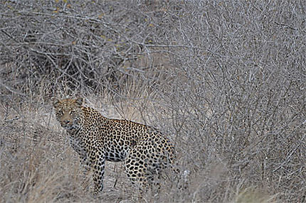 Léopard dans le Kruger
