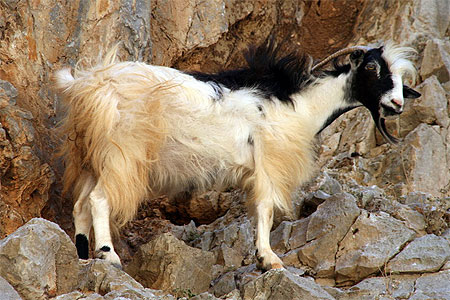 Chèvre en montagne Chèvre en montagne