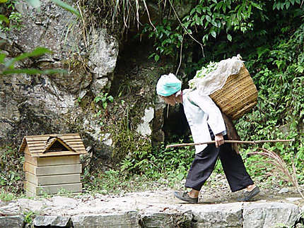 Femme transportant sa récolte dans les rizières de l'Epine du dragon