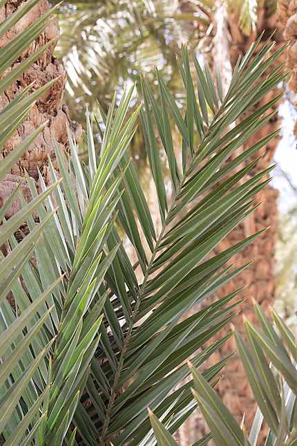 Tolga - Détail de feuilles de palmiers