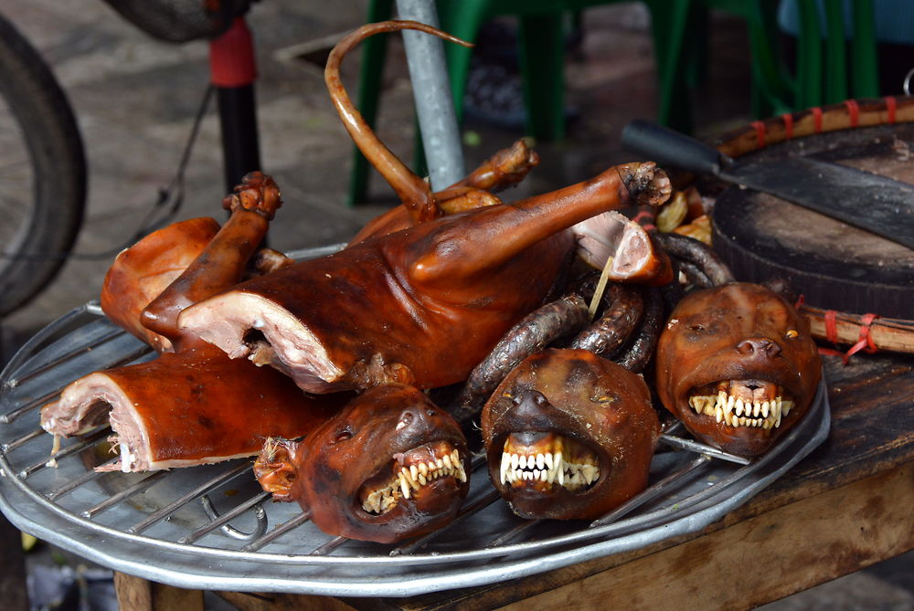 Chien laqué au menu