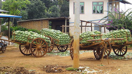 Transport de la récolte des choux au Myanmar