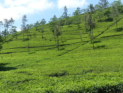 Plantations de thé