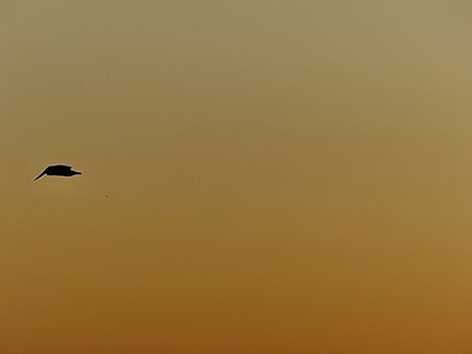 Vol solitaire de pélican sur Sunset beach