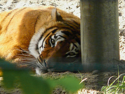 Le repos du tigre au zoo de la Palmyre