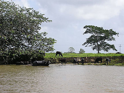 Bufalos dans le Delta