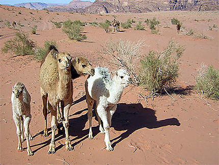 Famille chameaux
