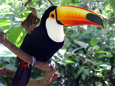 Toucan Toucan