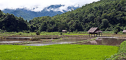 Les premières rizières au nord de Mae Hong Son