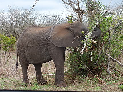 En liberté dans le Parc National Kruger