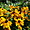 Fleurs aux Jardins de Métis à Grand-Métis
