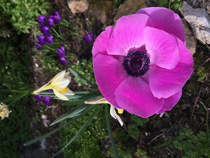 Un coin de jardin dans le Finistère