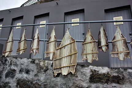 Séchage des roussettes à Porto Moniz