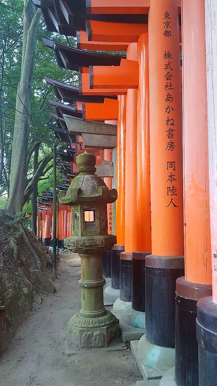 Les premiers des 10 000 torii