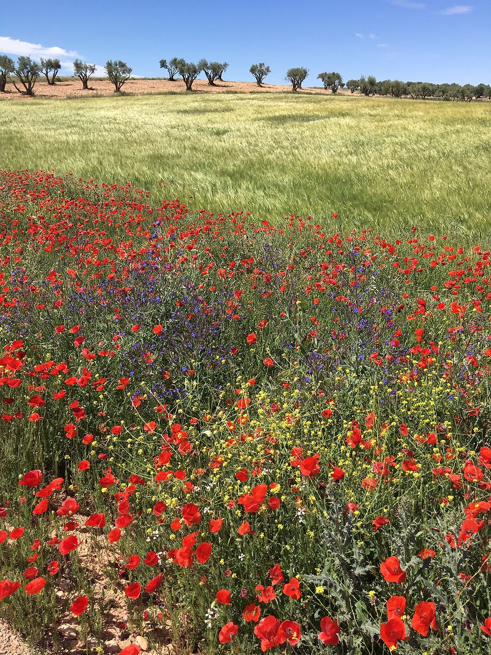 Comme un p’tit coquelicot 