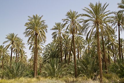 Tolga - Palmiers 